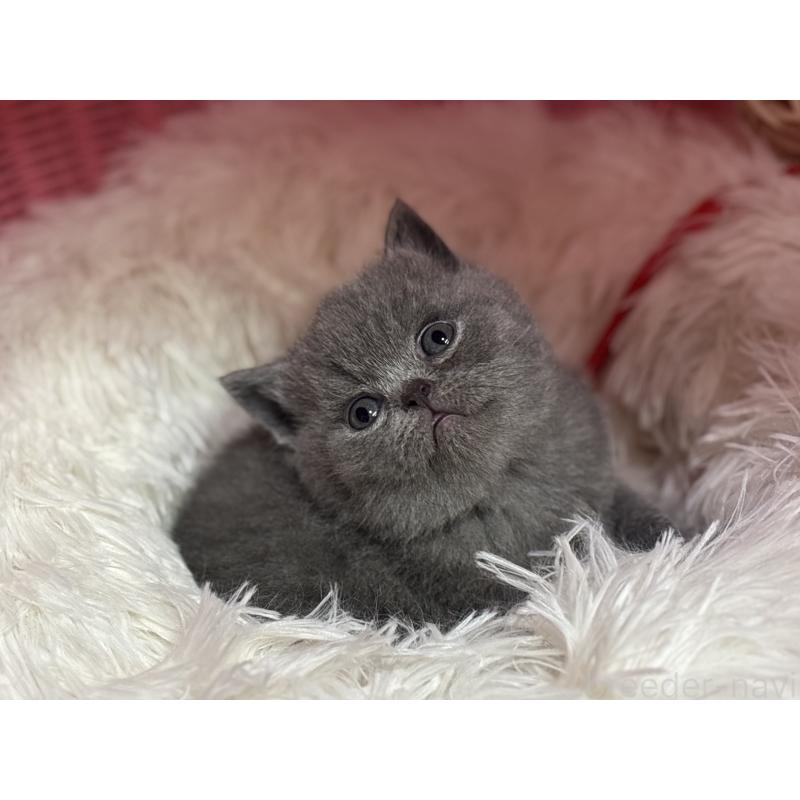 販売中の神奈川県のブリティッシュショートヘア-139218の5枚目