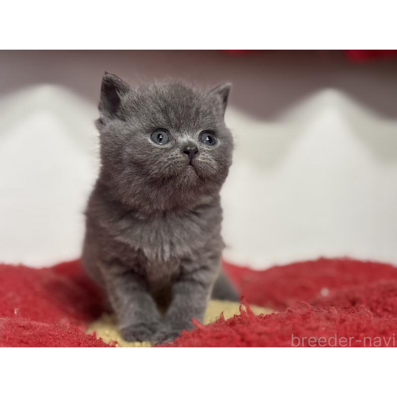 販売中の神奈川県のブリティッシュショートヘア-139218の4枚目