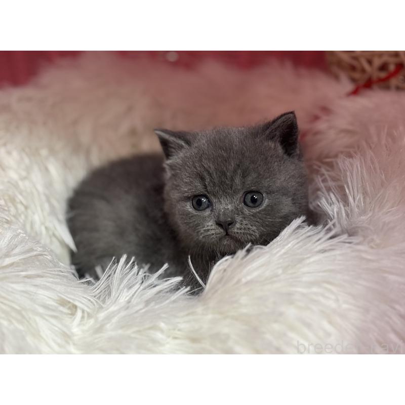 販売中の神奈川県のブリティッシュショートヘア-139218の3枚目