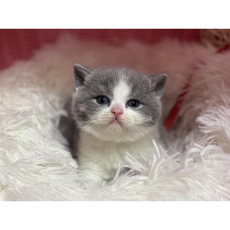 販売中の神奈川県のブリティッシュショートヘア-139220の16枚目