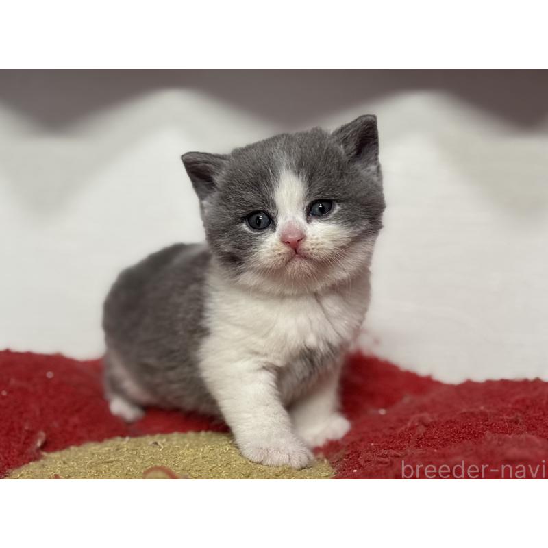 販売中の神奈川県のブリティッシュショートヘア-139220の15枚目