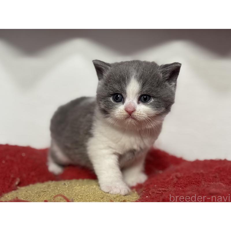 販売中の神奈川県のブリティッシュショートヘア-139220の14枚目