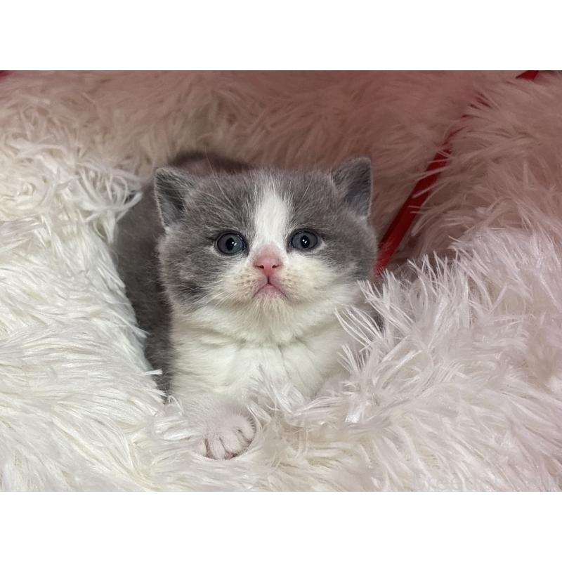 販売中の神奈川県のブリティッシュショートヘア-139220の13枚目