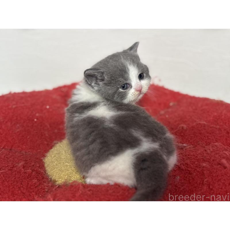 販売中の神奈川県のブリティッシュショートヘア-139220の12枚目