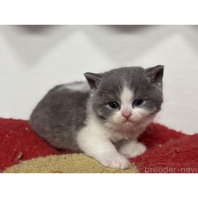 販売中の神奈川県のブリティッシュショートヘア-139220の11枚目