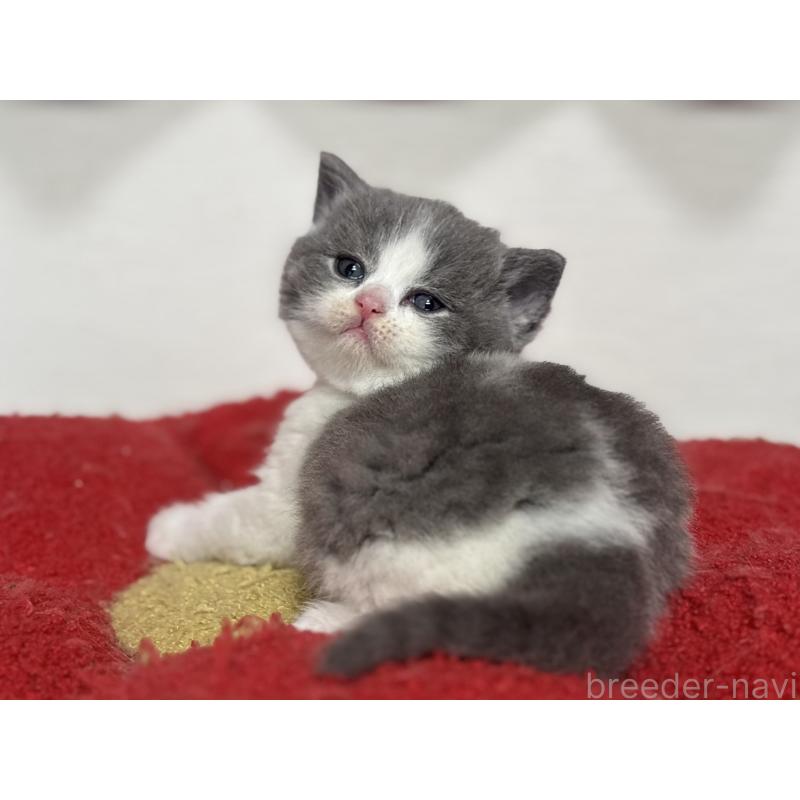 販売中の神奈川県のブリティッシュショートヘア-139220の10枚目