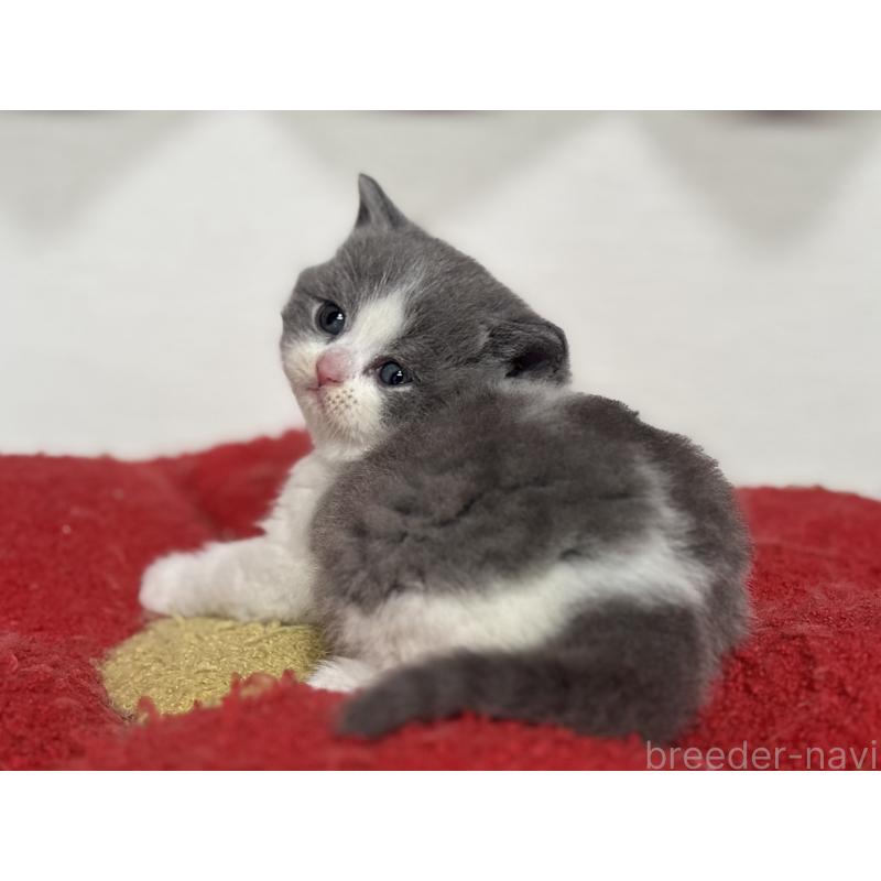 販売中の神奈川県のブリティッシュショートヘア-139220の9枚目