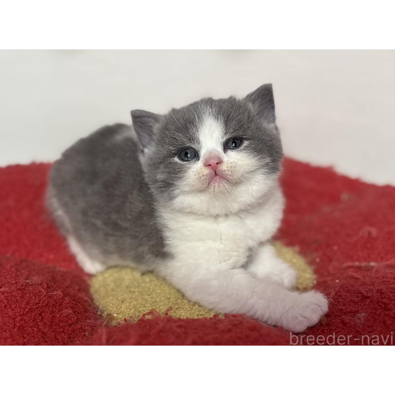 販売中の神奈川県のブリティッシュショートヘア-139220の8枚目