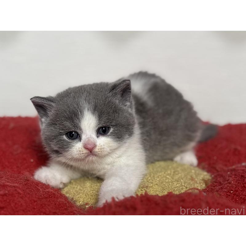 販売中の神奈川県のブリティッシュショートヘア-139220の7枚目