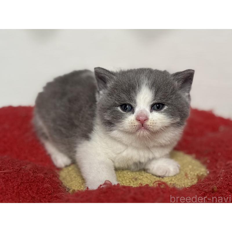 販売中の神奈川県のブリティッシュショートヘア-139220の6枚目