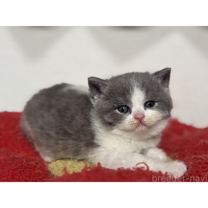 販売中の神奈川県のブリティッシュショートヘア-139220の5枚目