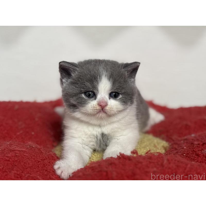 販売中の神奈川県のブリティッシュショートヘア-139220の4枚目