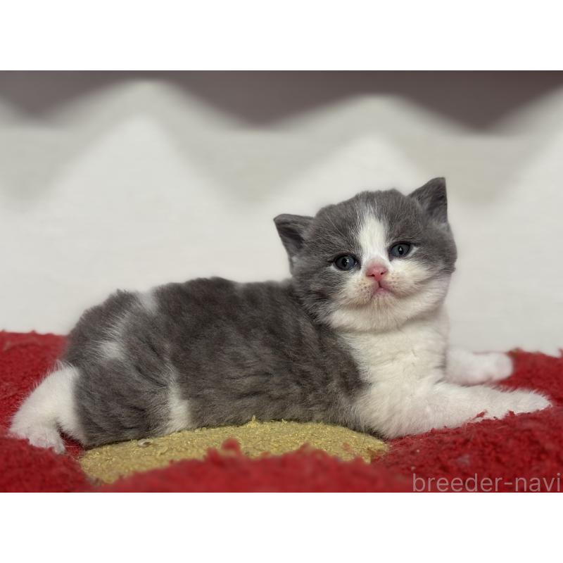 販売中の神奈川県のブリティッシュショートヘア-139220の3枚目