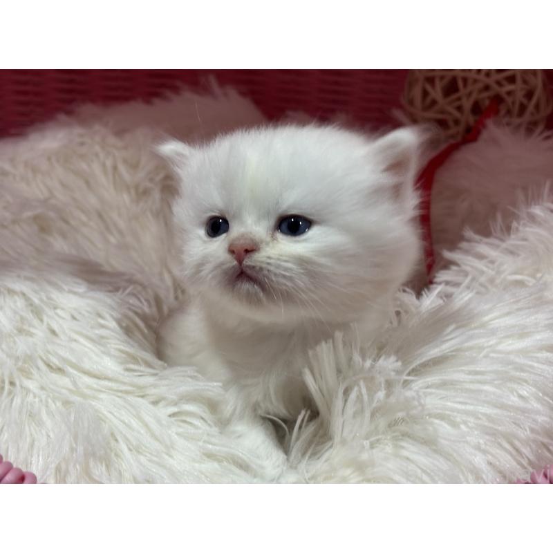 販売中の神奈川県のミヌエット-139221の12枚目