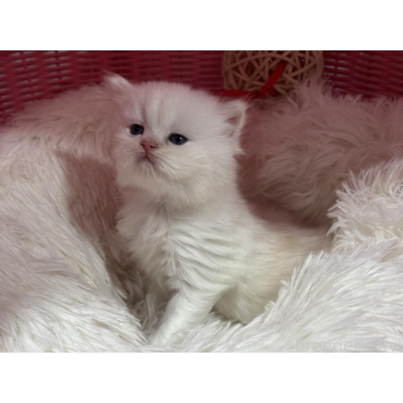 販売中の神奈川県のミヌエット-139221の11枚目