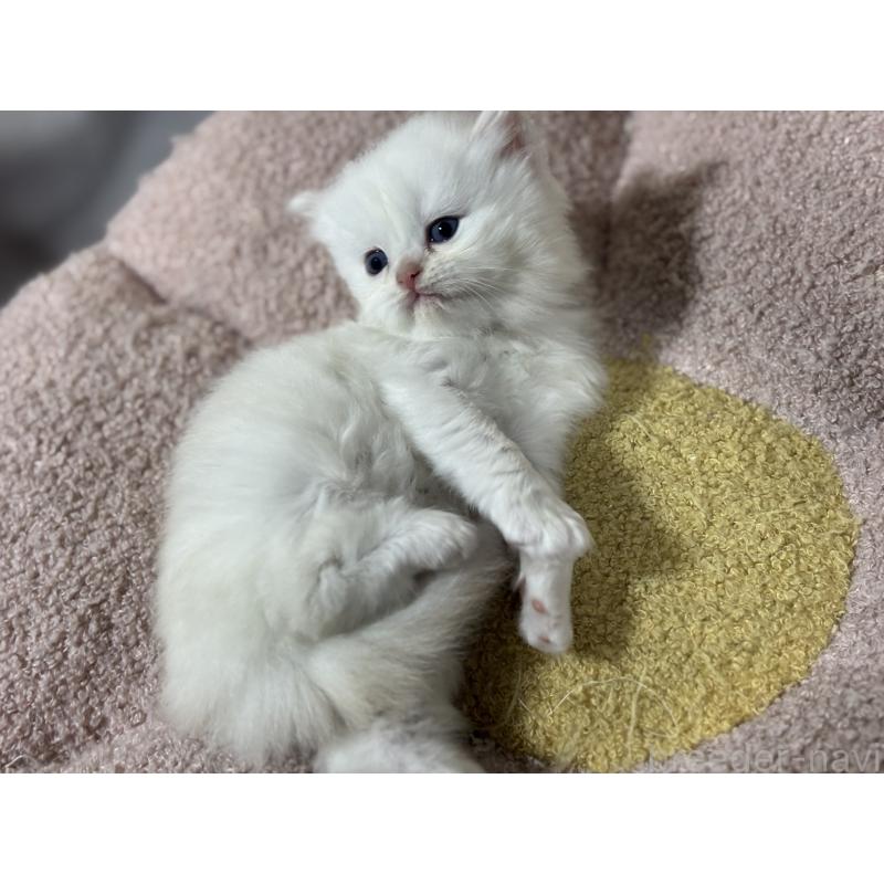 販売中の神奈川県のミヌエット-139221の10枚目