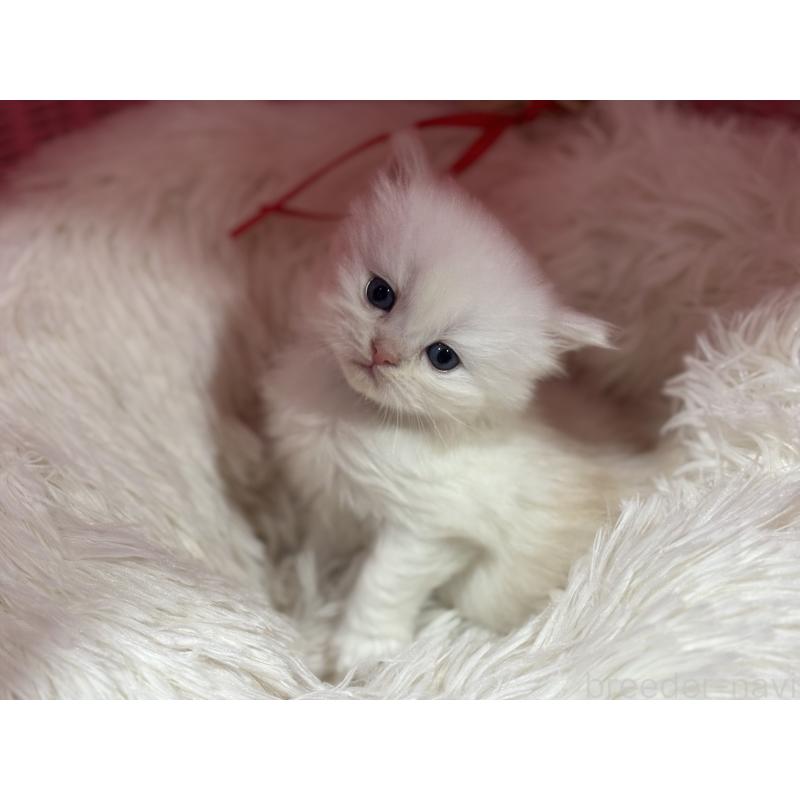 販売中の神奈川県のミヌエット-139221の9枚目