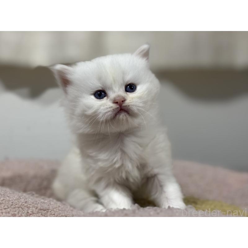 販売中の神奈川県のミヌエット-139221の8枚目