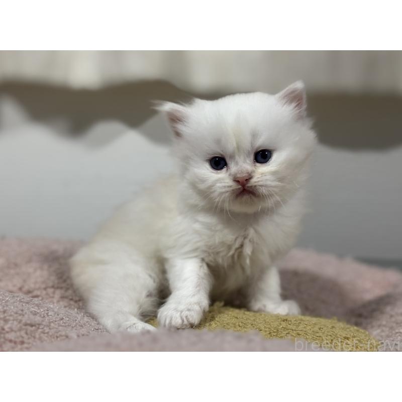 販売中の神奈川県のミヌエット-139221の7枚目