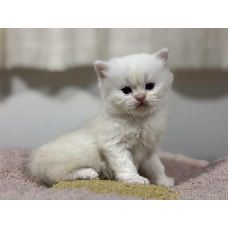 販売中の神奈川県のミヌエット-139221の6枚目