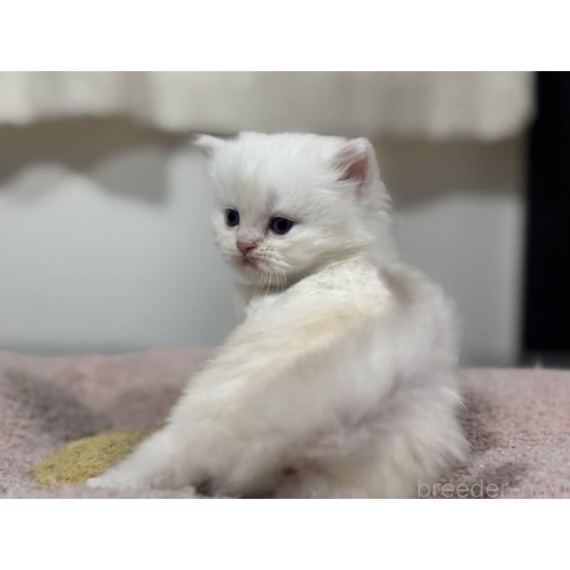 販売中の神奈川県のミヌエット-139221の5枚目