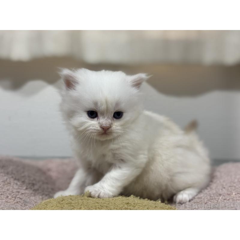 販売中の神奈川県のミヌエット-139221の4枚目