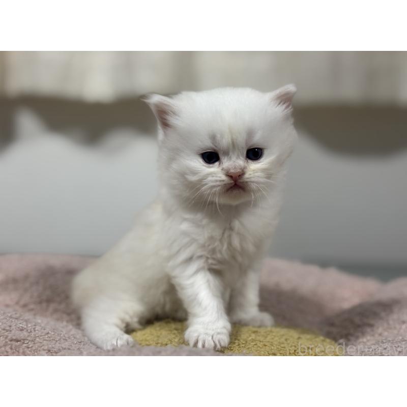 販売中の神奈川県のミヌエット-139221の3枚目