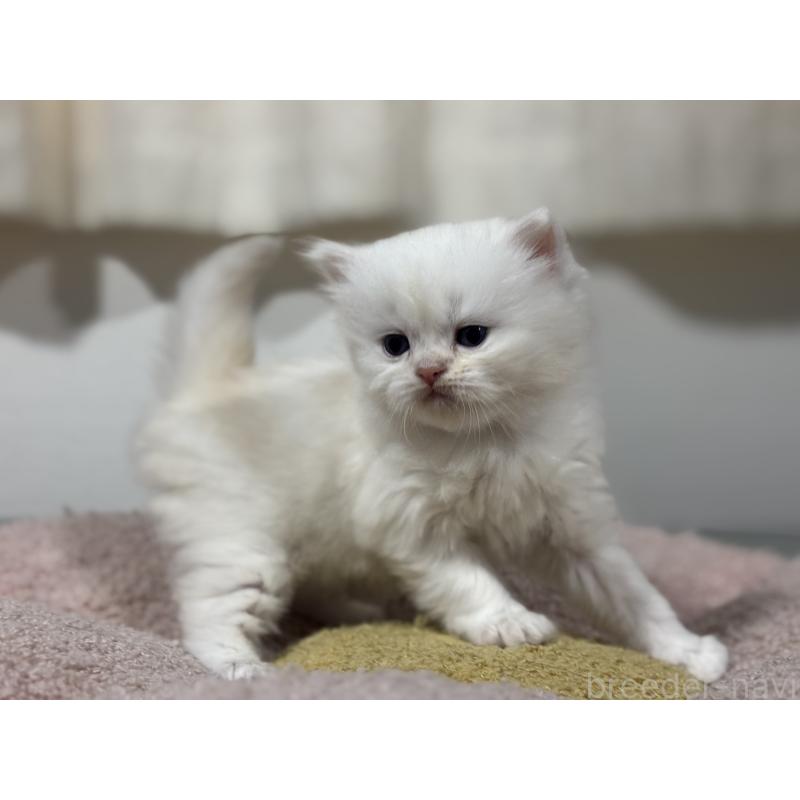 販売中の神奈川県のミヌエット-139221の2枚目