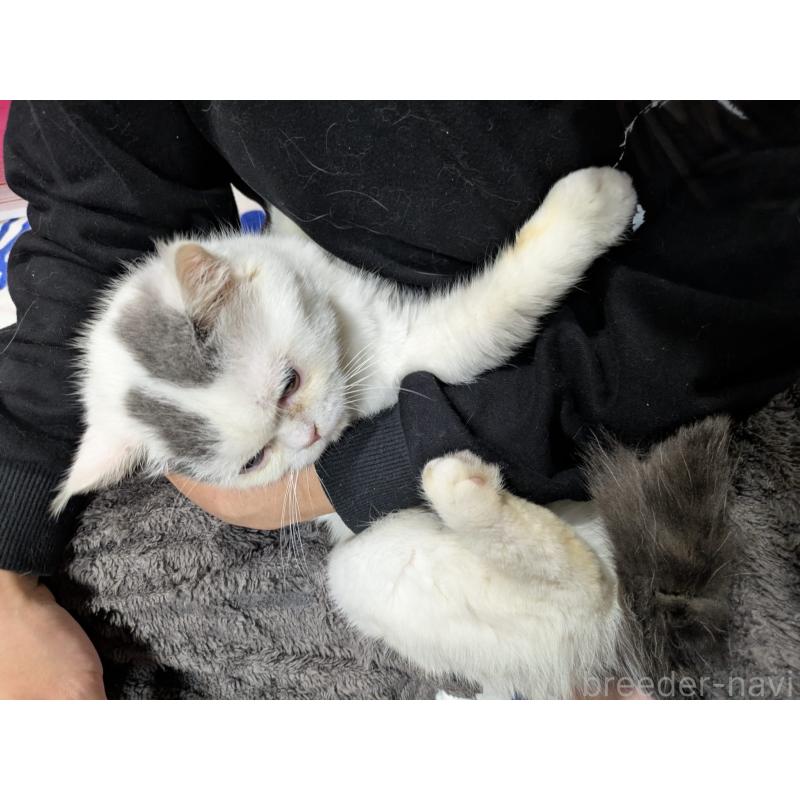 販売中の大阪府のミヌエット-118234の5枚目