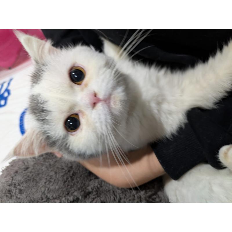 販売中の大阪府のミヌエット-118234の4枚目