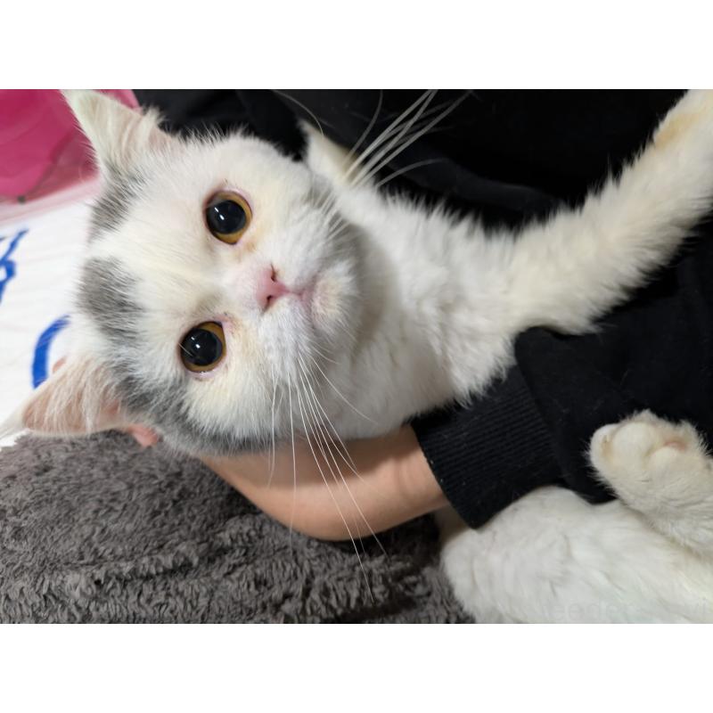 販売中の大阪府のミヌエット-118234の3枚目