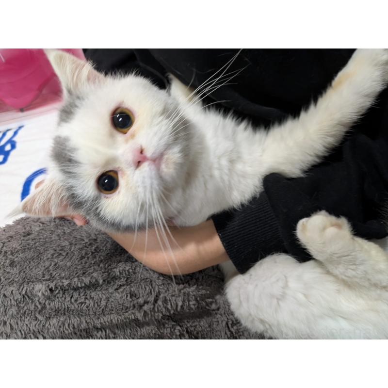 販売中の大阪府のミヌエット-118234の2枚目