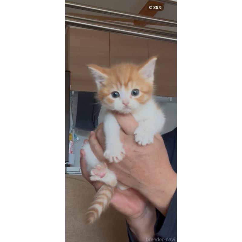 販売中の佐賀県のミヌエット-139226の6枚目