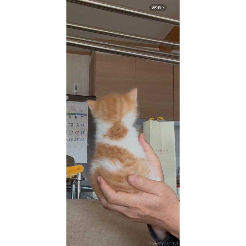 販売中の佐賀県のミヌエット-139226の5枚目