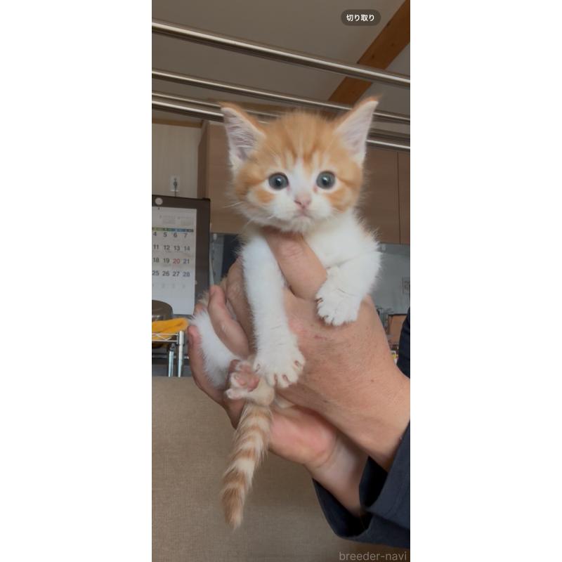 販売中の佐賀県のミヌエット-139226の3枚目