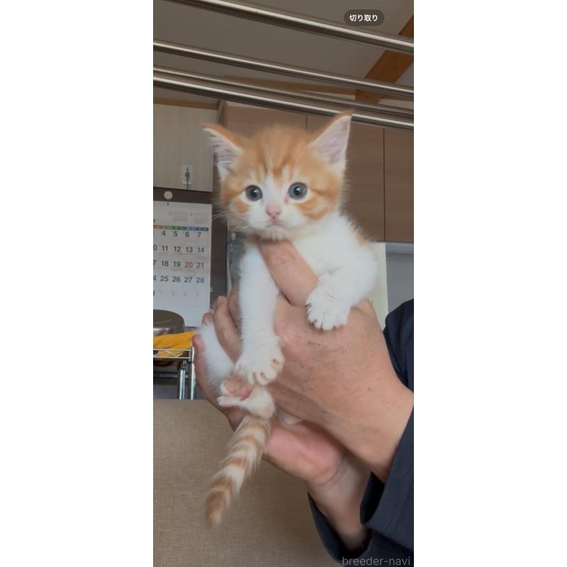 販売中の佐賀県のミヌエット-139226の2枚目