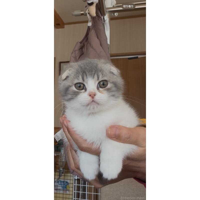 販売中の佐賀県のスコティッシュフォールド-139227の15枚目