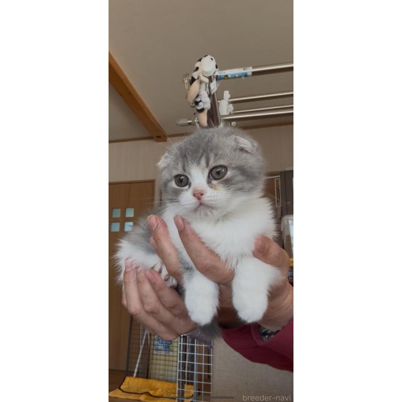 販売中の佐賀県のスコティッシュフォールド-139227の14枚目