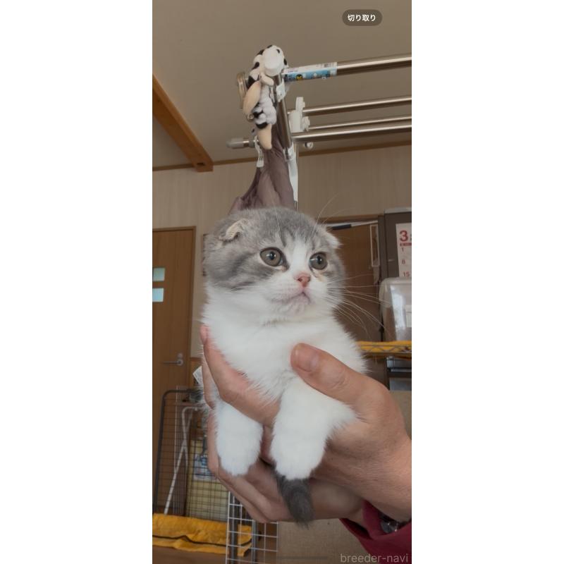 販売中の佐賀県のスコティッシュフォールド-139227の12枚目