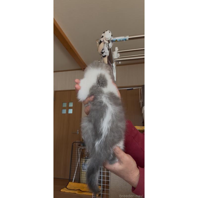 販売中の佐賀県のスコティッシュフォールド-139227の10枚目