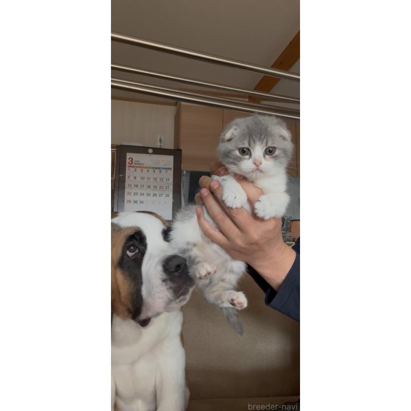 販売中の佐賀県のスコティッシュフォールド-139227の9枚目