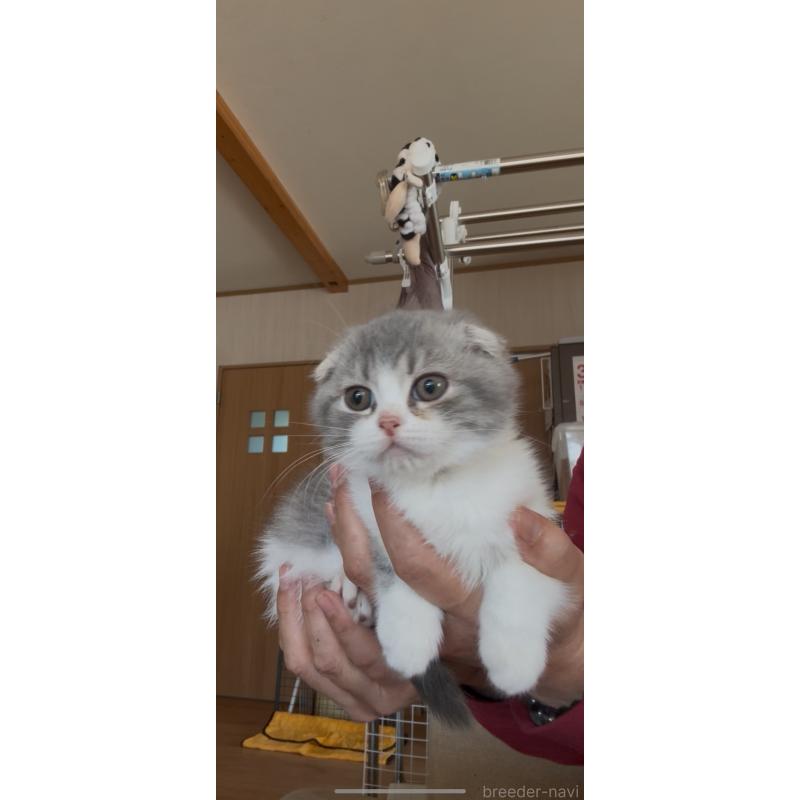 販売中の佐賀県のスコティッシュフォールド-139227の6枚目