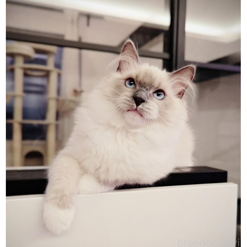 販売中の愛知県のラグドール-137083の4枚目