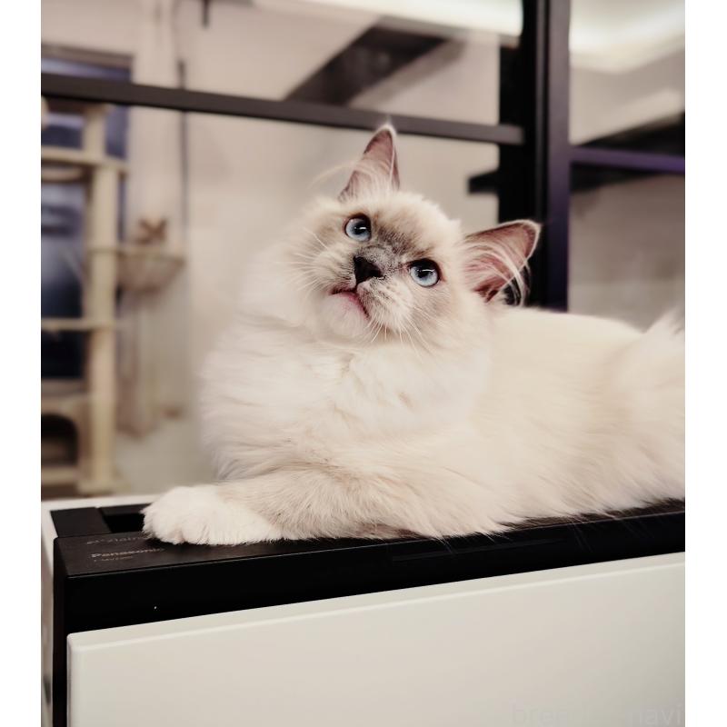 販売中の愛知県のラグドール-137083の3枚目