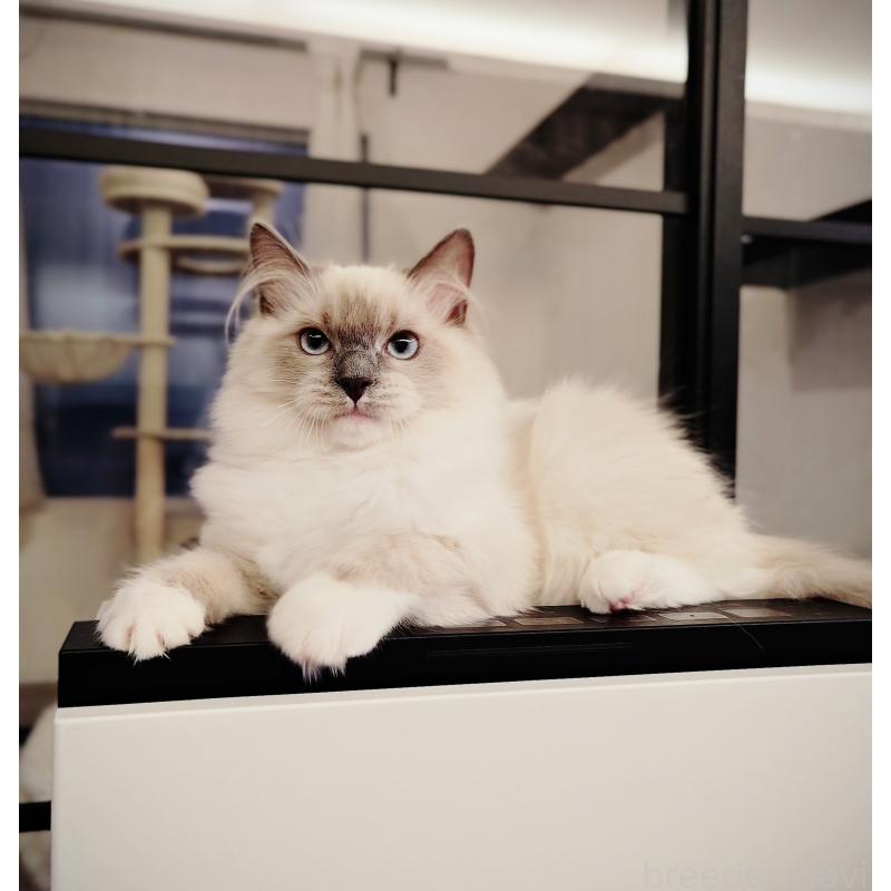 販売中の愛知県のラグドール-137083の2枚目