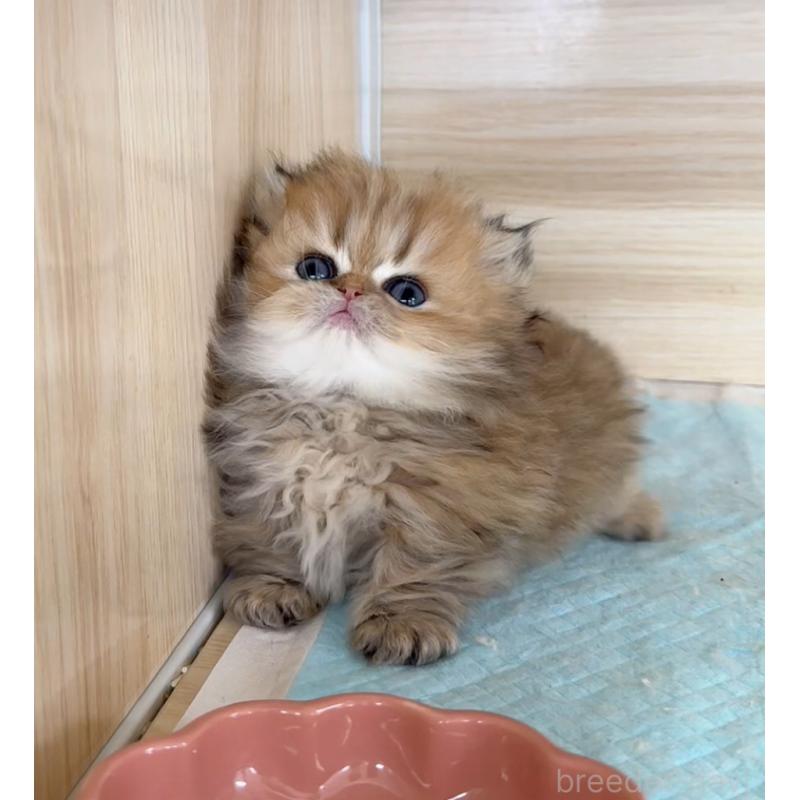 販売中の静岡県のミヌエット(短足)-139228の5枚目