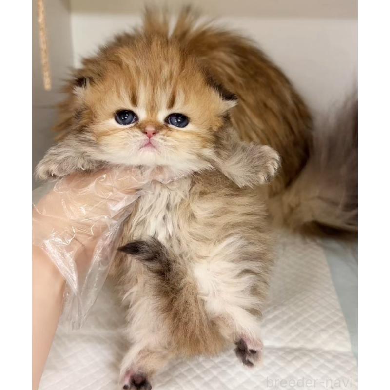 販売中の静岡県のミヌエット(短足)-139228の4枚目