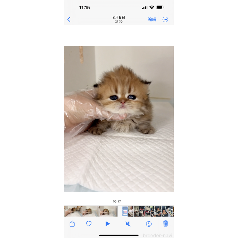 販売中の静岡県のミヌエット(短足)-139228の3枚目