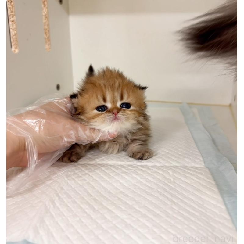 販売中の静岡県のミヌエット(短足)-139228の2枚目