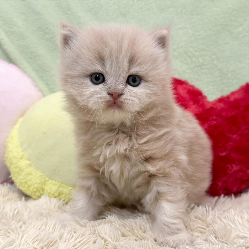 販売中の大阪府のブリティッシュロングヘア-138987